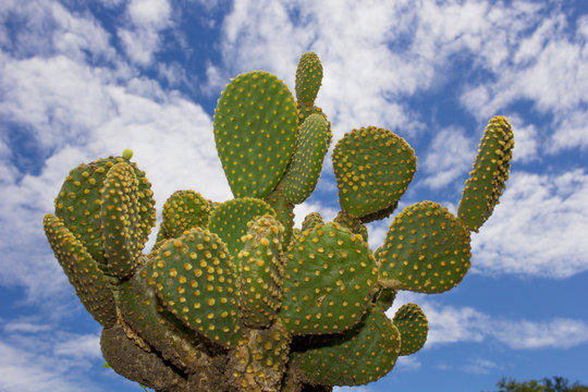 Nopal Nopalito Nopales Mexicanos 