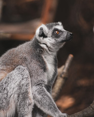Curious Ring-Tailed Lemur