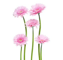 Vertical pink gerbera flowers with long stem isolated on white background. Spring bouquet.