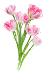 Bouquet of spring pink tulips flowers isolated on white background closeup. Flowers bunch in air, without shadow. Top view, flat lay.