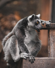 Curious Ring-Tailed Lemur