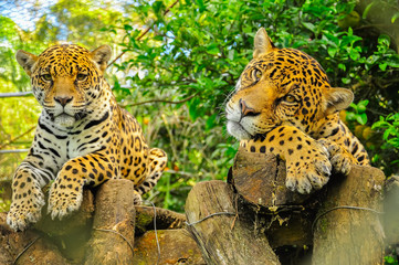 a pair of adult jaguars