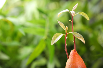 Avocado pit with sprouts on blurred background. Space for text
