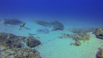 Zebra Shark, Leopard Shark, Bull Ray, Stingray. Beautiful Carpet Shark Gliding Over Calm Bottom Dwelling Stingray Resting On Sand In Blue Sea Water. Graceful Marine Life & Aquatic Underwater Wildlife