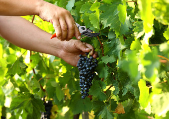 Naklejka na ściany i meble Man cutting bunch of fresh ripe juicy grapes with pruner outdoors, closeup