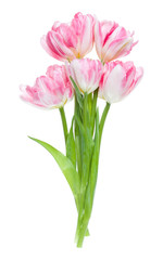 Bouquet of spring pink tulips flowers isolated on white background closeup. Flowers bunch in air, without shadow. Top view, flat lay.