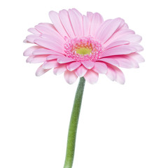 Vertical pink gerbera flower with long stem isolated on white background