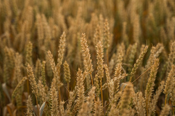 Wheat field. Golden ears of wheat on the field. Background of ripening ears of meadow wheat field. Rich harvest. Agriculture of natural product.