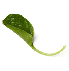 Spinach  leaf isolated on white background. Top view, flat lay.