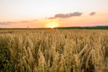 Wheat field. Golden ears of wheat on the field. Background of ripening ears of meadow wheat field. Rich harvest. Agriculture of natural product.