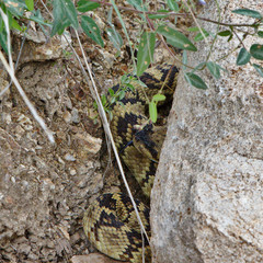 Rattle Snake