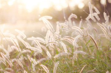 Ornamental Grass and weed field in australia