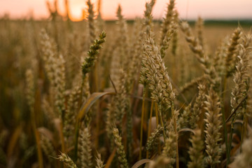 Fototapeta premium Wheat field. Golden ears of wheat on the field. Background of ripening ears of meadow wheat field. Rich harvest. Agriculture of natural product.
