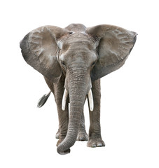 Naklejka na ściany i meble African Elephant isolated on white