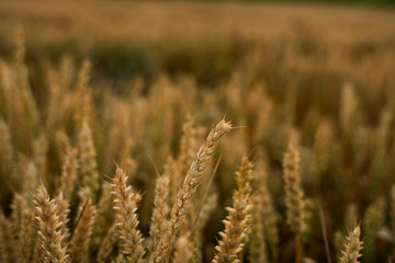 Wheat field. Golden ears of wheat on the field. Background of ripening ears of meadow wheat field. Rich harvest. Agriculture of natural product.