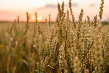 Fototapeta premium Wheat field. Golden ears of wheat on the field. Background of ripening ears of meadow wheat field. Rich harvest. Agriculture of natural product.