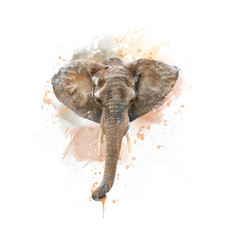 Elephant Head watercolor