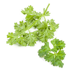 Fresh parsley herb leaves  isolated on white background