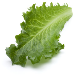 Close up studio shot of fresh green endive salad leaf isolated on white background.