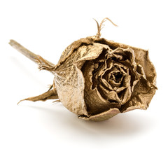 One gold rose isolated on white background cutout. Golden dried flower head, romance concept.