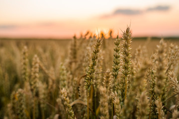Wheat field. Golden ears of wheat on the field. Background of ripening ears of meadow wheat field. Rich harvest. Agriculture of natural product. © Volodymyr_sh