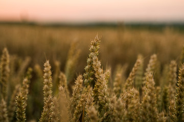 Naklejka premium Wheat field. Golden ears of wheat on the field. Background of ripening ears of meadow wheat field. Rich harvest. Agriculture of natural product.
