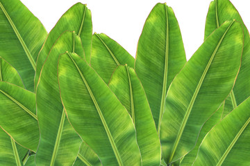 banana leaf on white background.