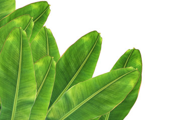 Obraz premium banana leaf on white background.