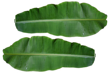 Banana leaf on white background.