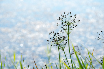 Inspirational picture of wildlfower seeding with blurred water in the background