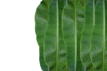 Banana leaf on white background.