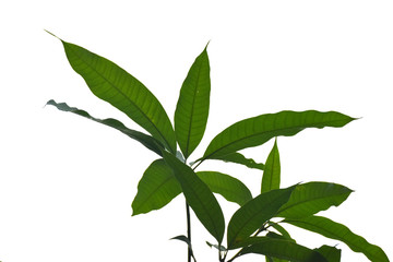 Mango leaf on white background.