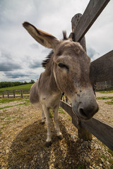 The Relaxed Mule