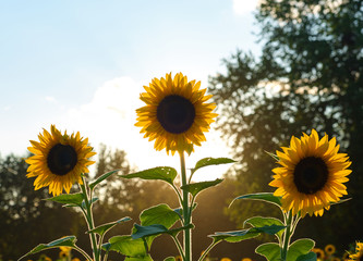3 Sunflowers