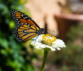 butterfly on flower