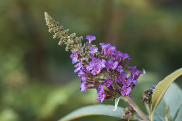 purple flower in the garden