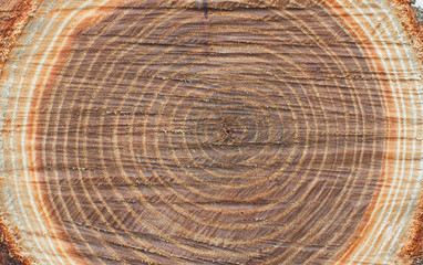 Wood texture. Birch bark. Background.