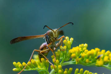 wasp