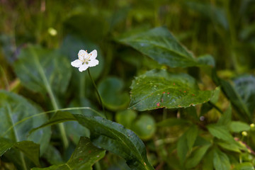 Grass of Parnassus, wildflower close-up