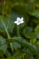 Grass of Parnassus, wildflower close-up
