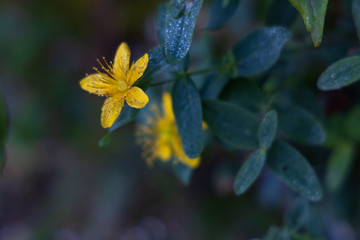Mountain St. John's-Wort wildflower close-up