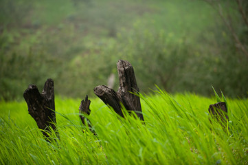 Green rice fields with black stumps in a rural atmosphere.
