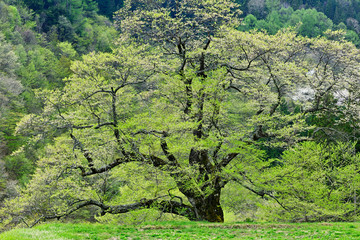 新緑の駒繋ぎの桜