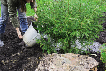 european woman with liquid manure watering young fir tree, landscape designer autumn preparing for...