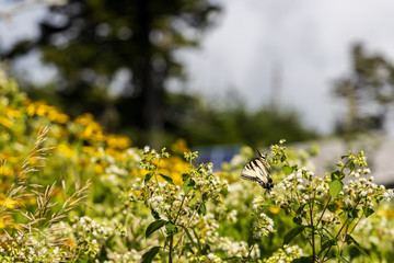 Eastern Tiger Swallowtail sitting on white wildflowers