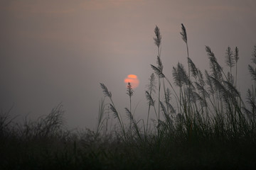The grass flowers in the forest when there is a lot of fog makes the sun look blurry. The atmosphere looks lonely and scary.