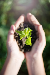 Young green sprout with earth on hands