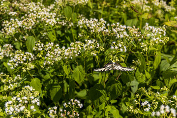 Eastern Tiger Swallowtail sitting on white wildflowers