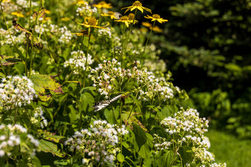 Eastern Tiger Swallowtail sitting on white wildflowers