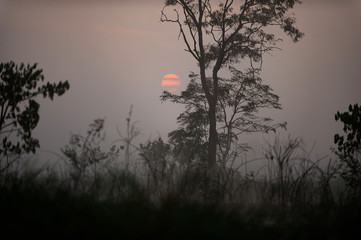 Trees in the forest when there is a lot of fog makes the sun look blurry. The atmosphere looks lonely and scary.
